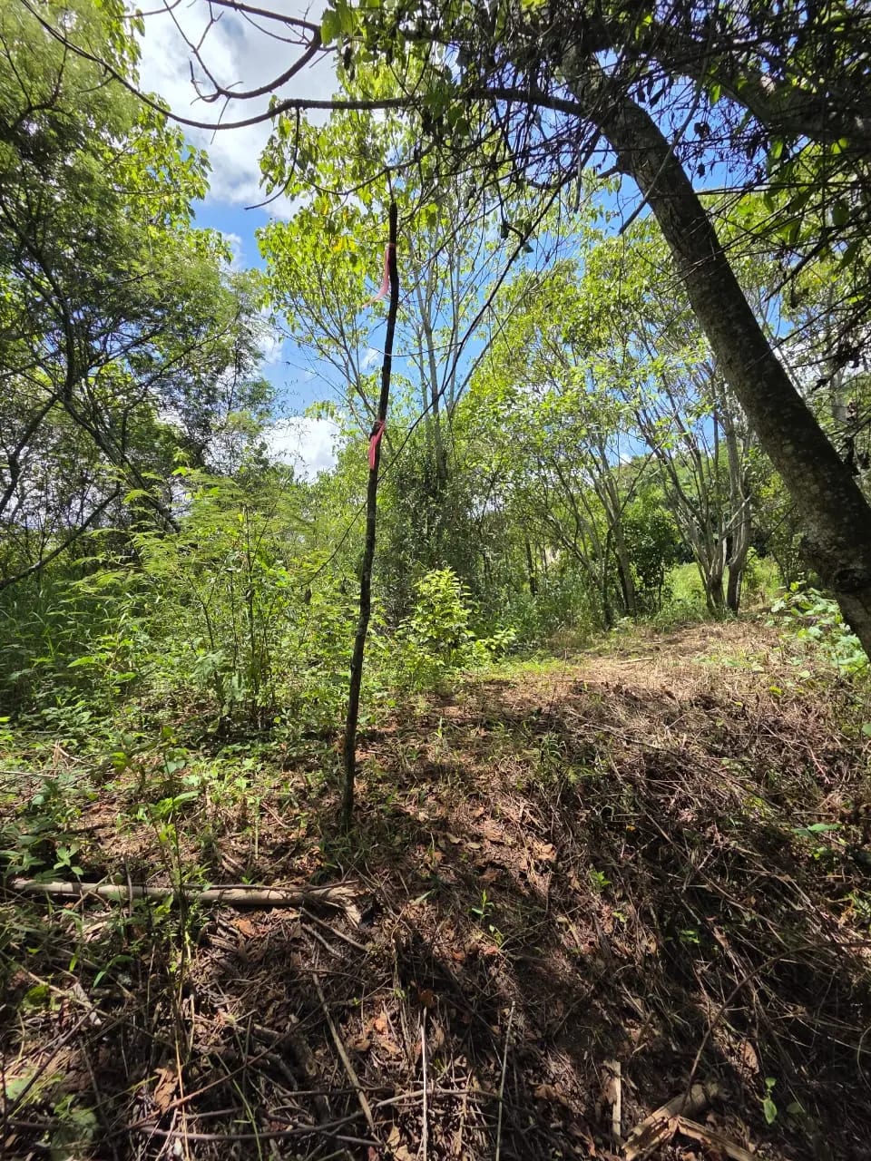 Terreno en venta para desarrollo inmobiliario en CAES — foto 7 de 17